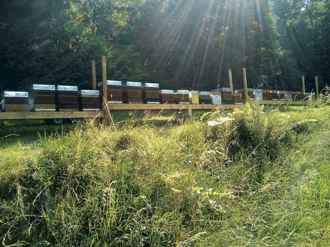 Une partie du rucher dans les Vosges 